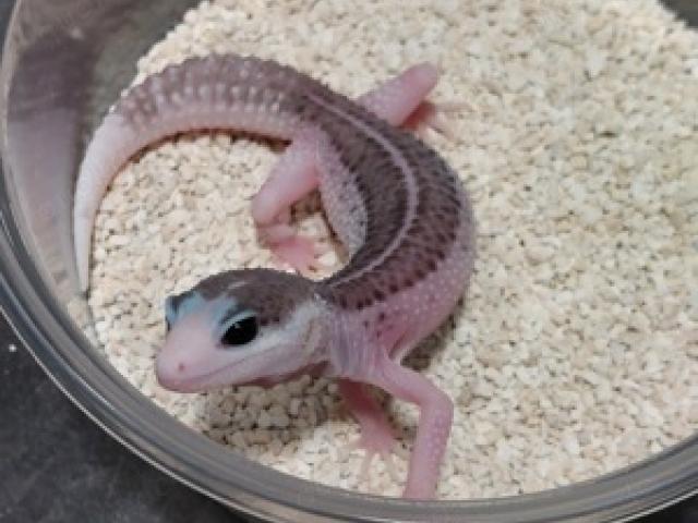 2 Panda cross Leopardgecko Weibchen 2024 - 1