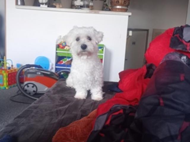 Bichon Welpe sucht liebevollen Besitzer - 1